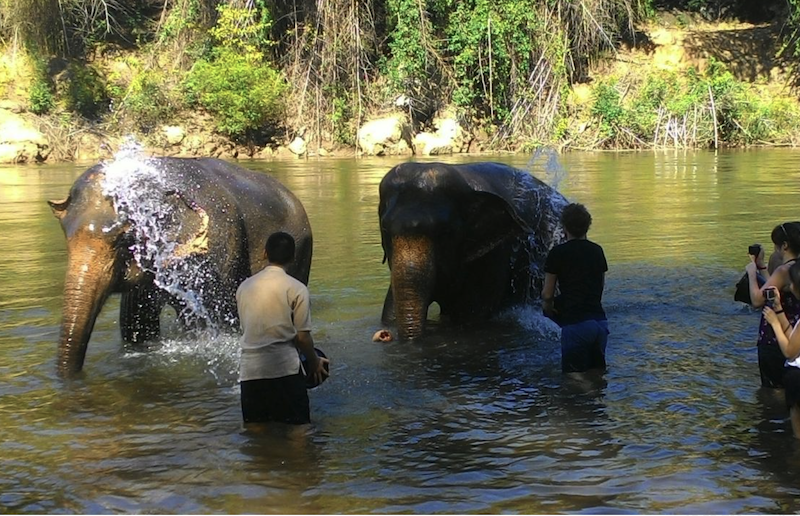 elephant heaven thailand